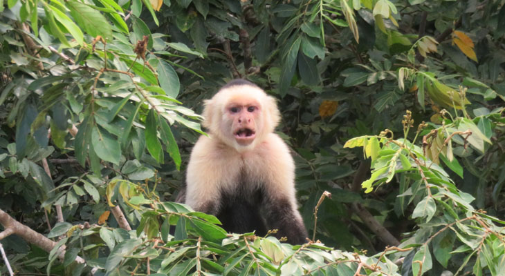 Witschouderkapucijnaap Cano Negro