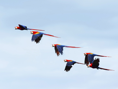 Route Costa Rica, 20 dagen - Day 3