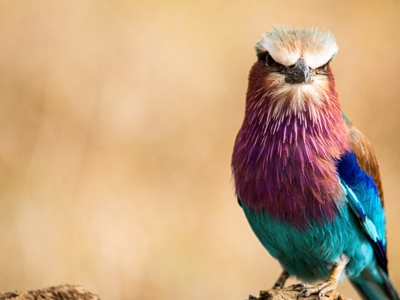 Kenia en Tanzania, 13-dagen - Dag 4