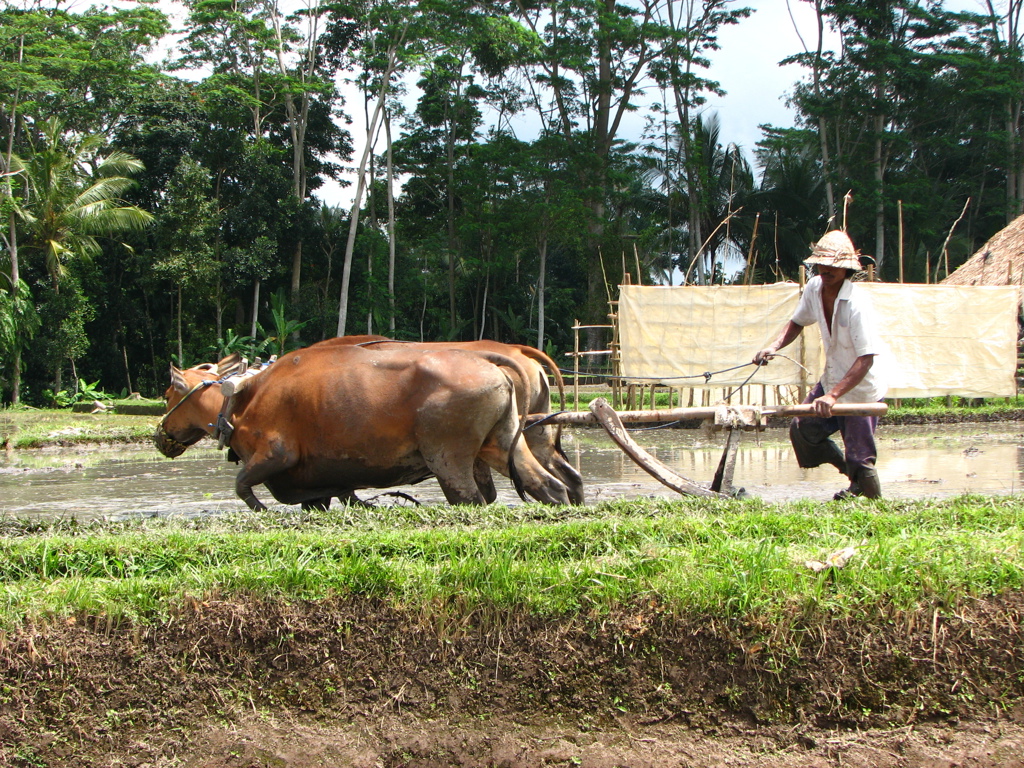 Werken op het land in Bali