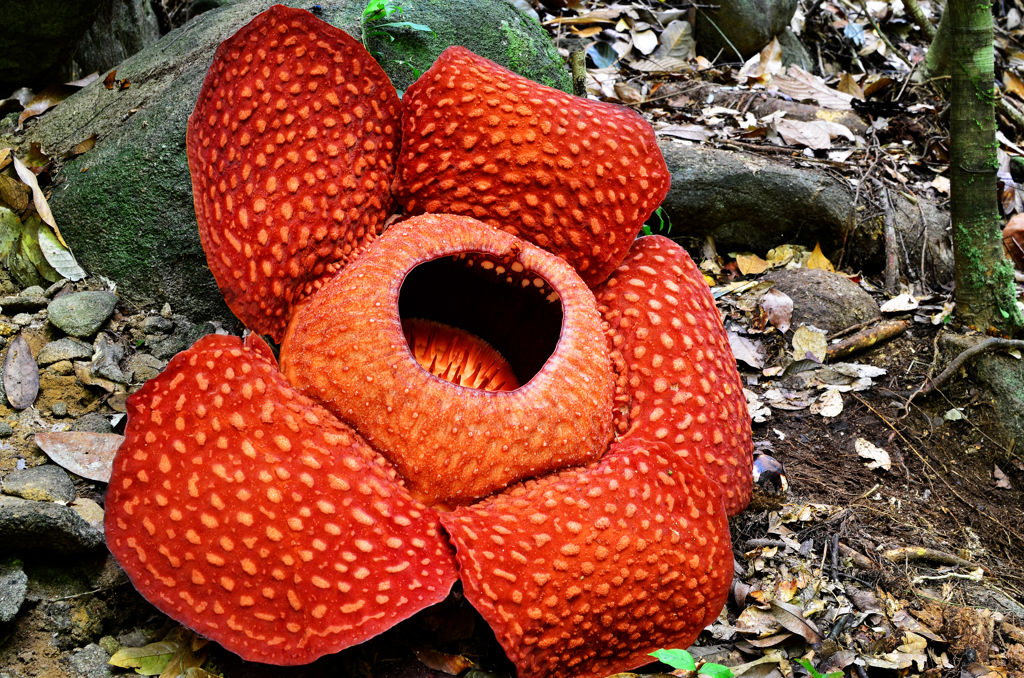 Rondreis Maleisisch Borneo flora