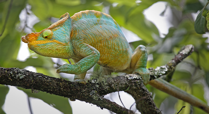 Ranomafana Nationaal Park Ranomafana Nationaal Park