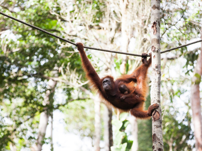 Kalimantan, 22 dagen - Day 12