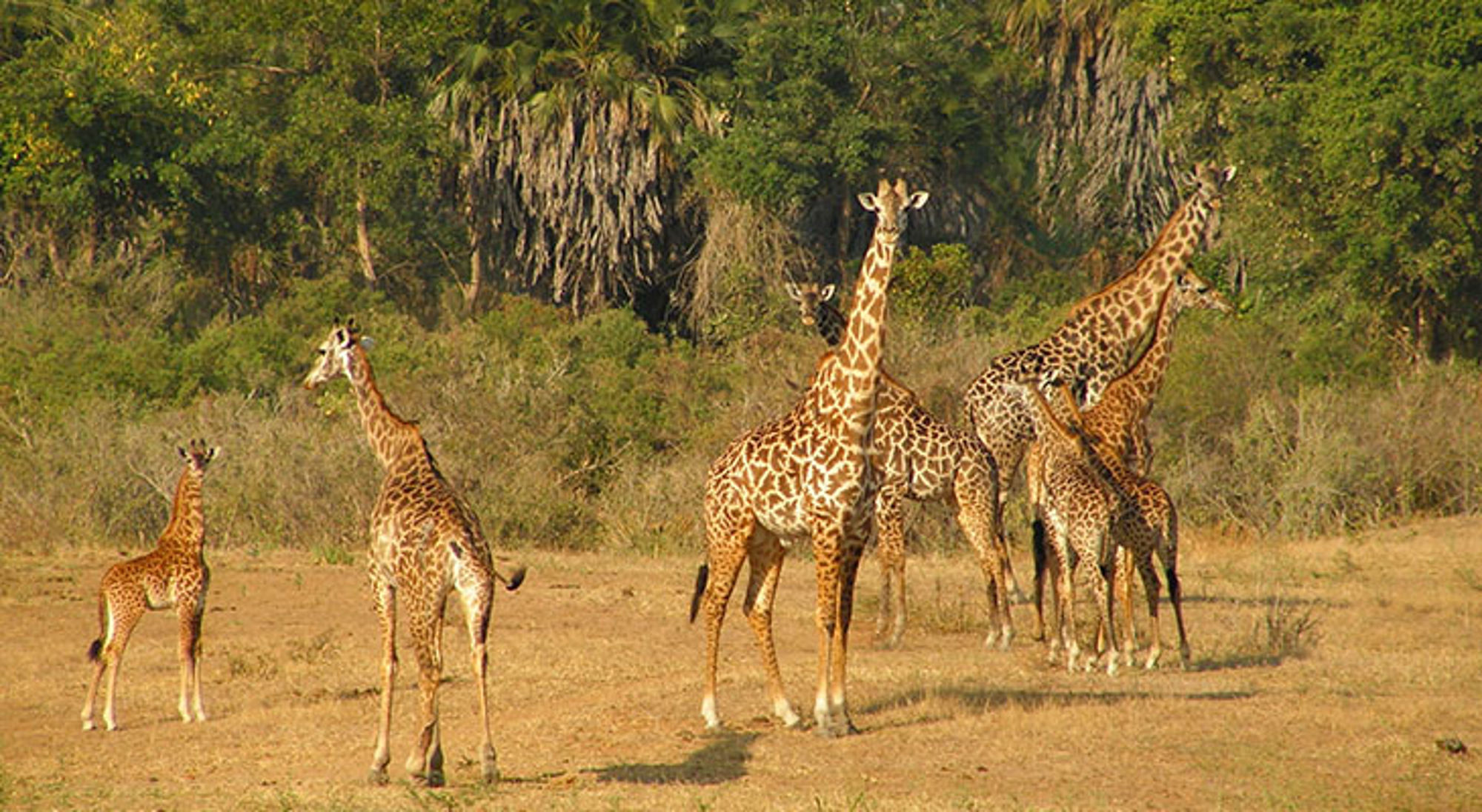 Giraffen in Selous Game Reserve Giraffen in Selous Game Reserve