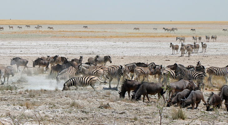 kuddes wilde beesten om waterplekken