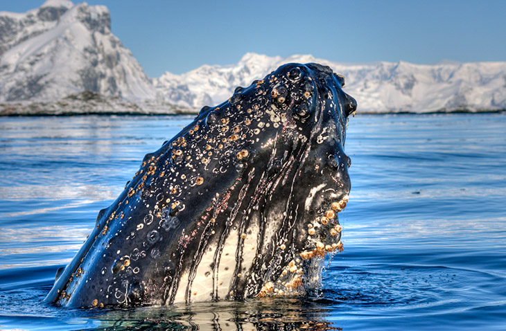 Walvissen spotten bij Antarctica Walvissen spotten bij Antarctica