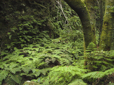 Route 10 daagse wandelvakantie Tenerife & La Palma - Day 9