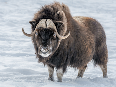 Route vier Arctische eilanden - Dag 11