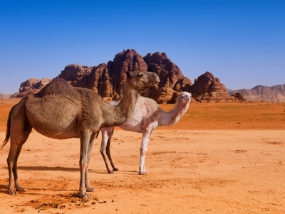 Route Jordanië, 9 dagen - Day 6