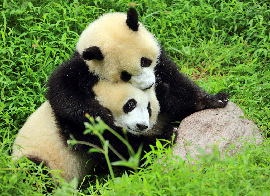 Chengdu Panda 1.jpg