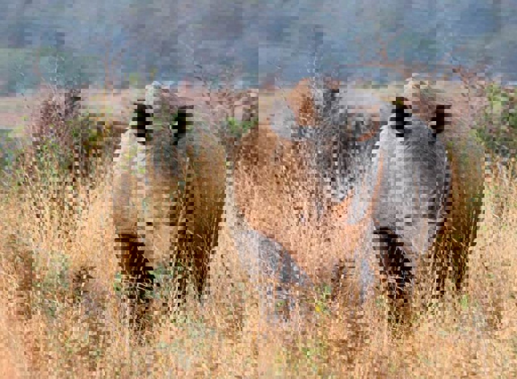 main_Zuid-Afrika_-_Krugerpark_-_dieren__5_.jpg