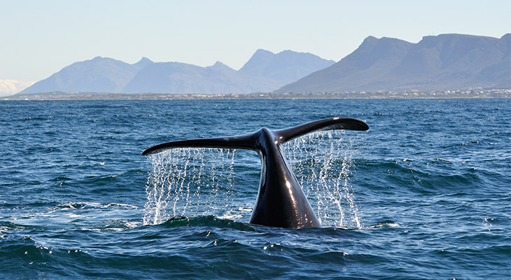 Walvissafari bij Groenland Walvissafari bij Groenland