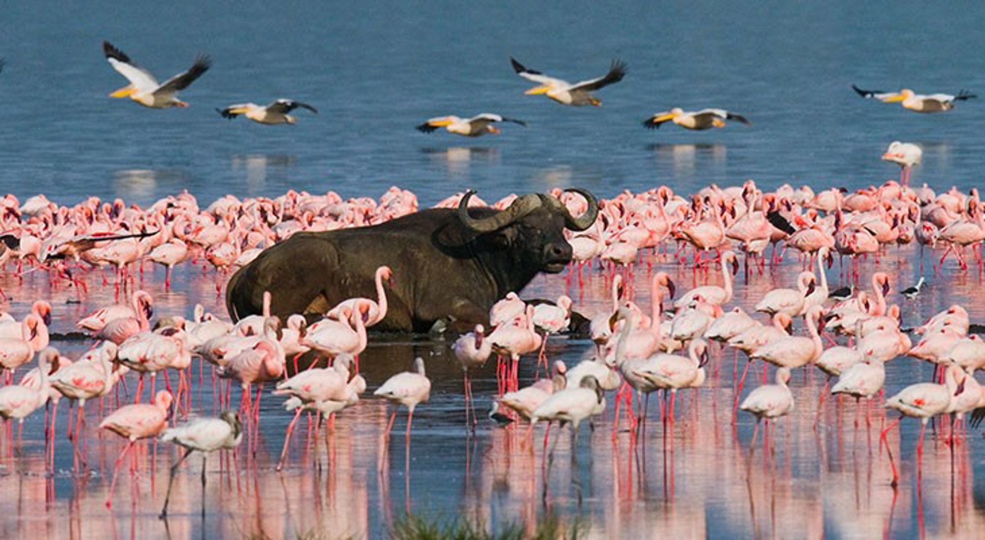 lake-nakuru