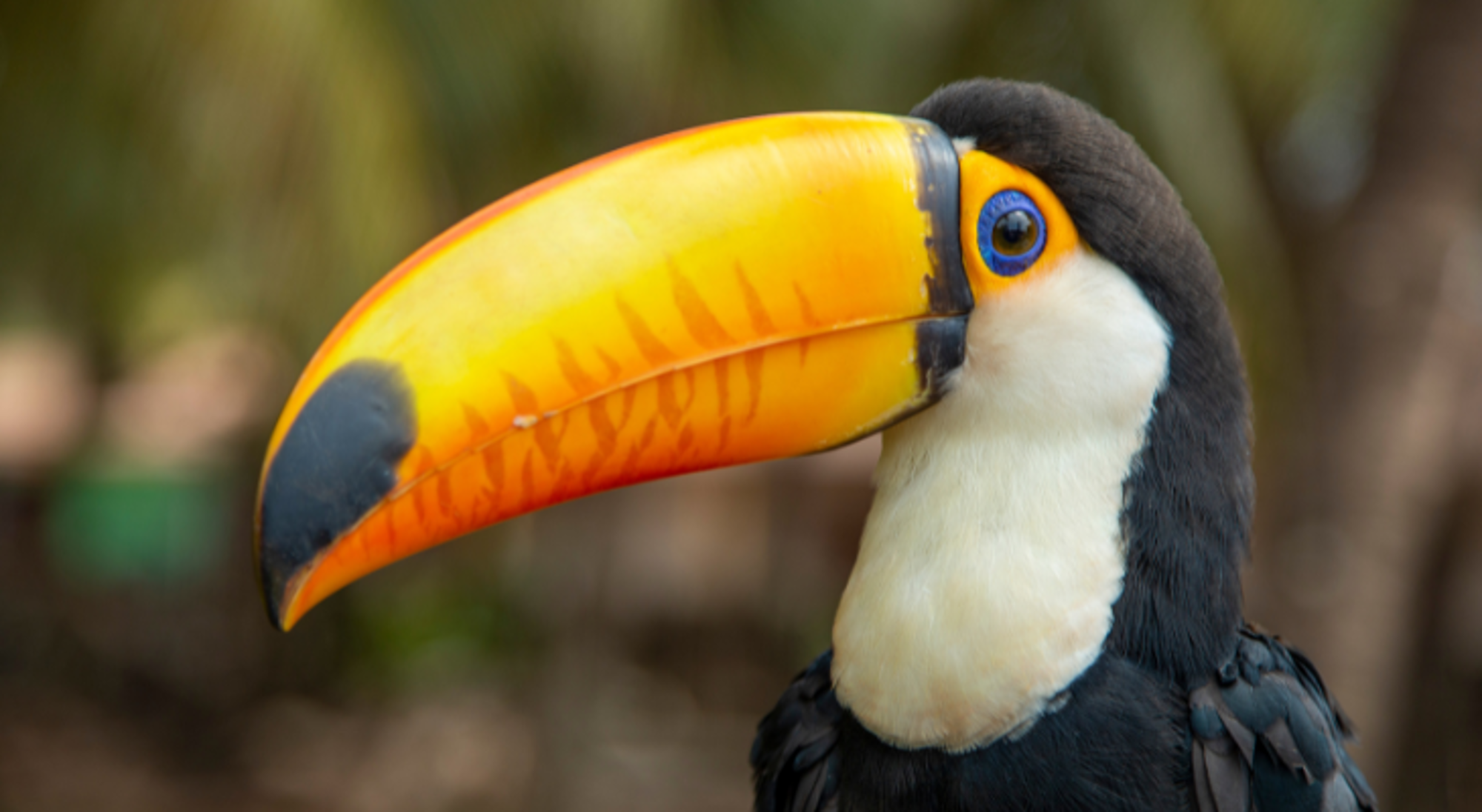 Toekan Rurrenabaque & Nationaal park Madidi