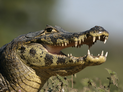 Route van Buenos Aires naar Rio - Day 9