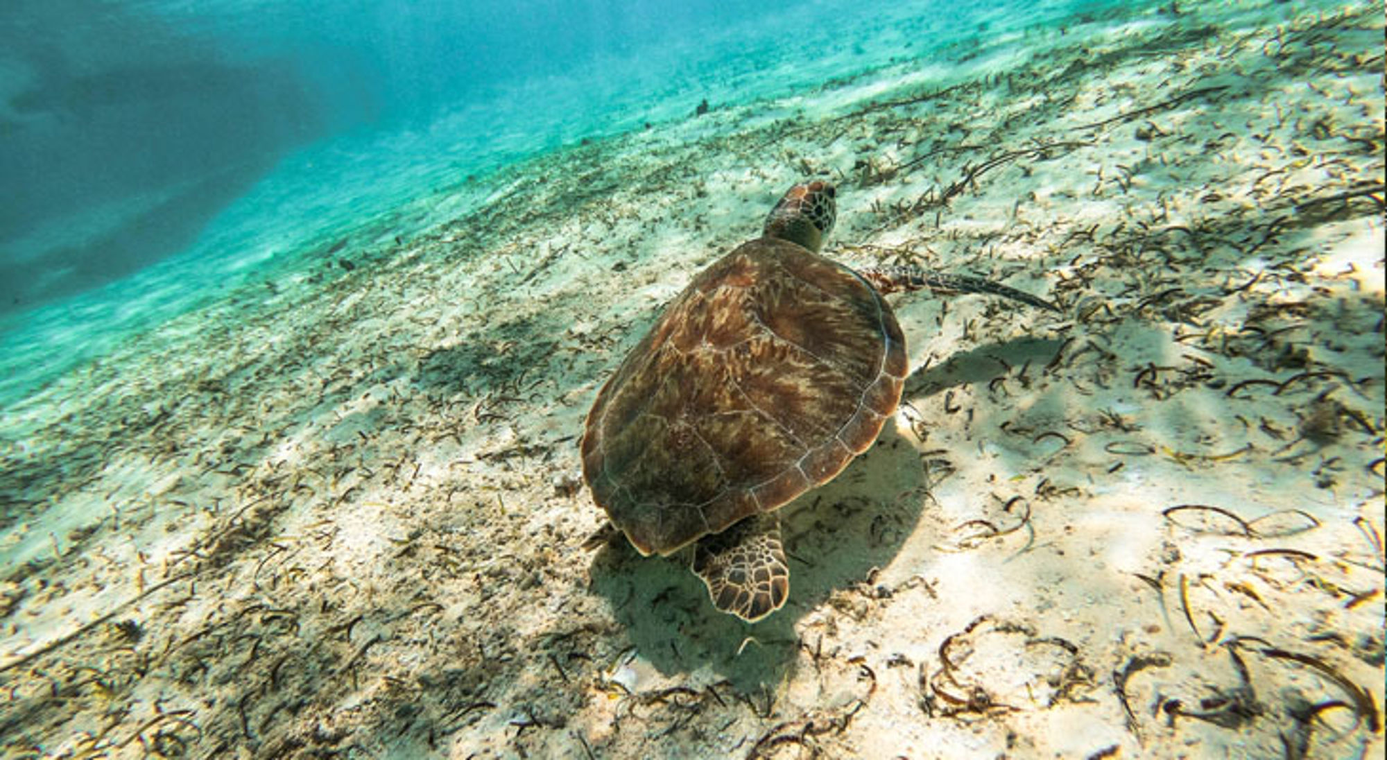 Schildpad San Andres Schildpad San Andres