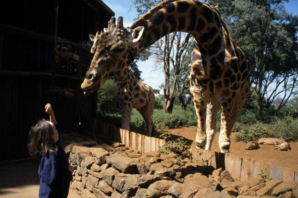 main_18-giraffecenter.jpg