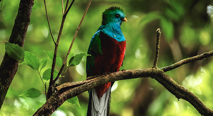 Monteverde Monteverde