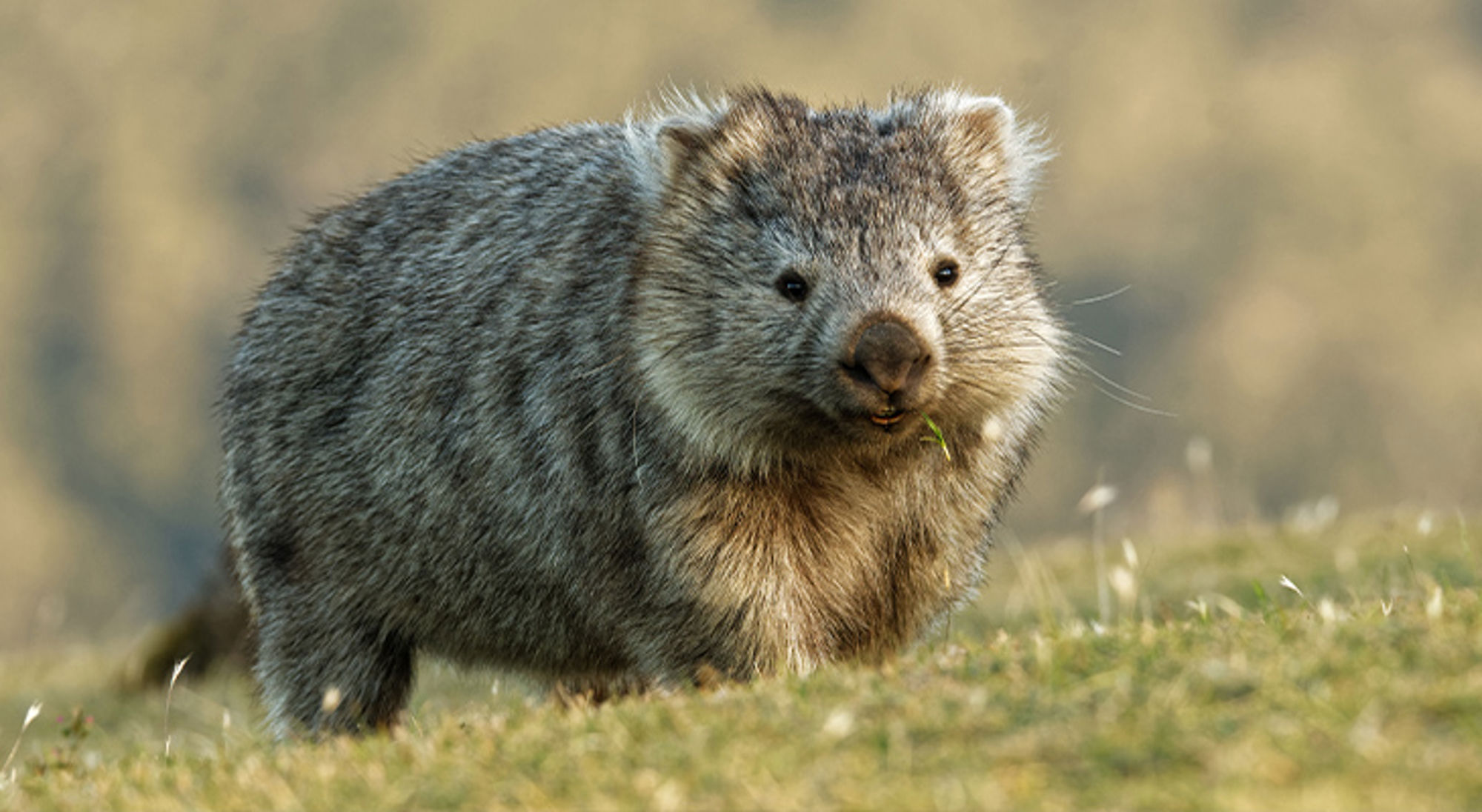 Wombat