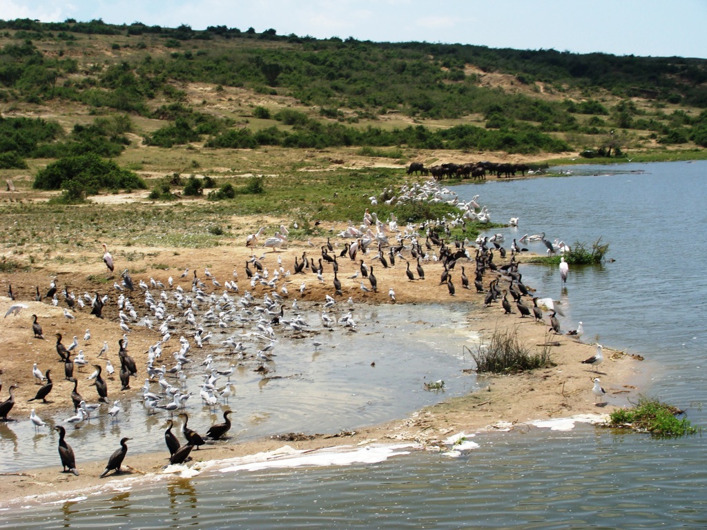 birds queen elizabeth