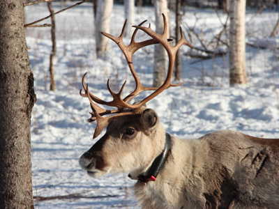 Lapland Winter familiereis - Day 6