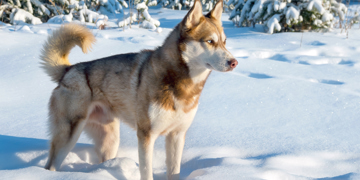 Groepsrondreis Lapland Winter - Kylmäluoma