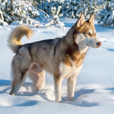 Groepsrondreis Lapland Winter - Kylmäluoma