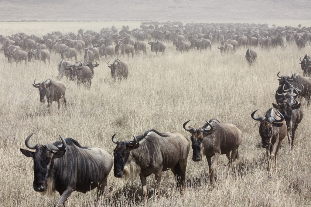 Familiereis Tanzania Wildlife