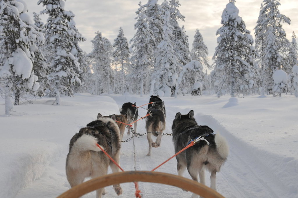 main_Finland_-_sledehondentocht__2_.jfif