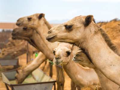 Route Saoedi-Arabië - 14 dagen - Dag 3