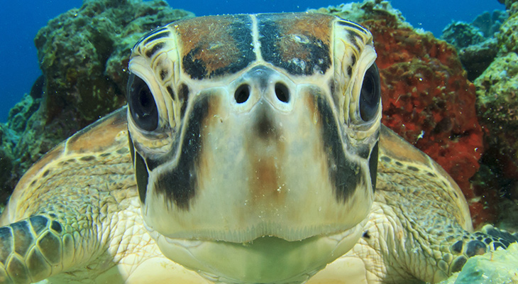 Australië; Great Barrier Reef