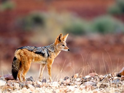 Route Namibië, 20 dagen - Dag 11