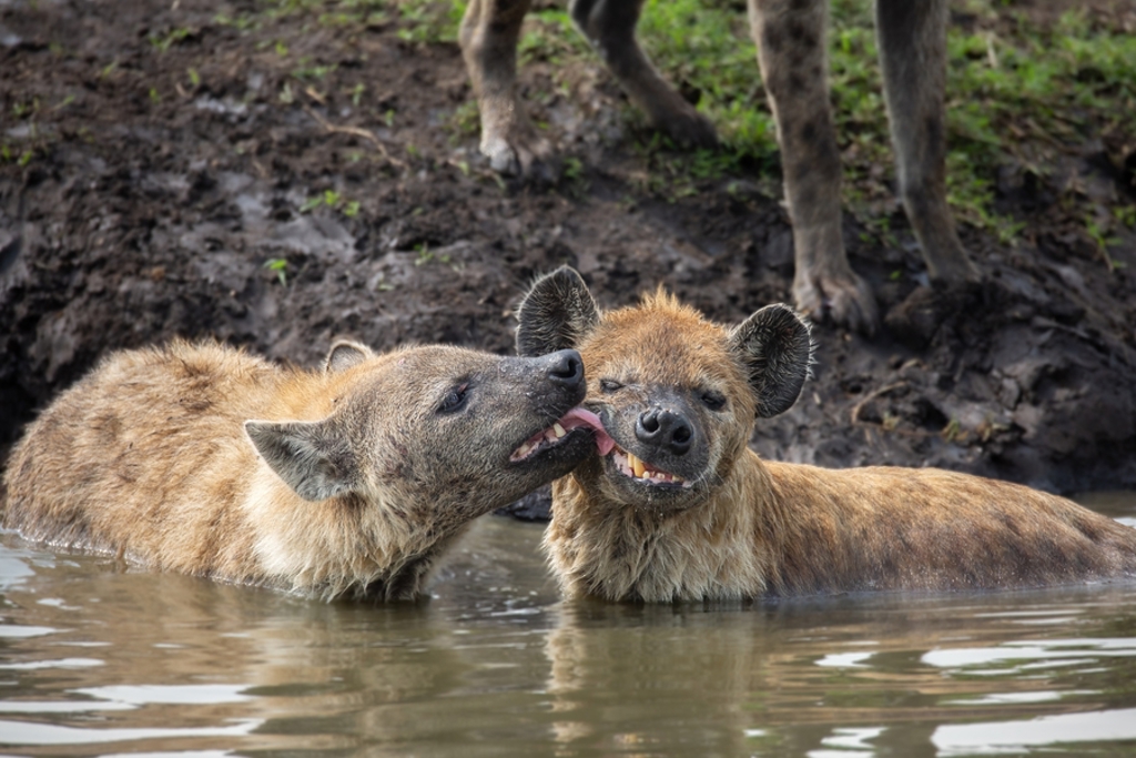 main_shutterstock_2205401639_-_Masai_Mara.jpg