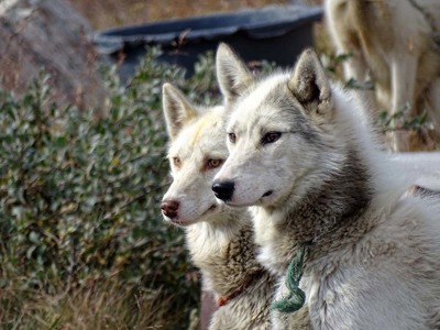 Route Groenland, 15 dagen - Dag 8