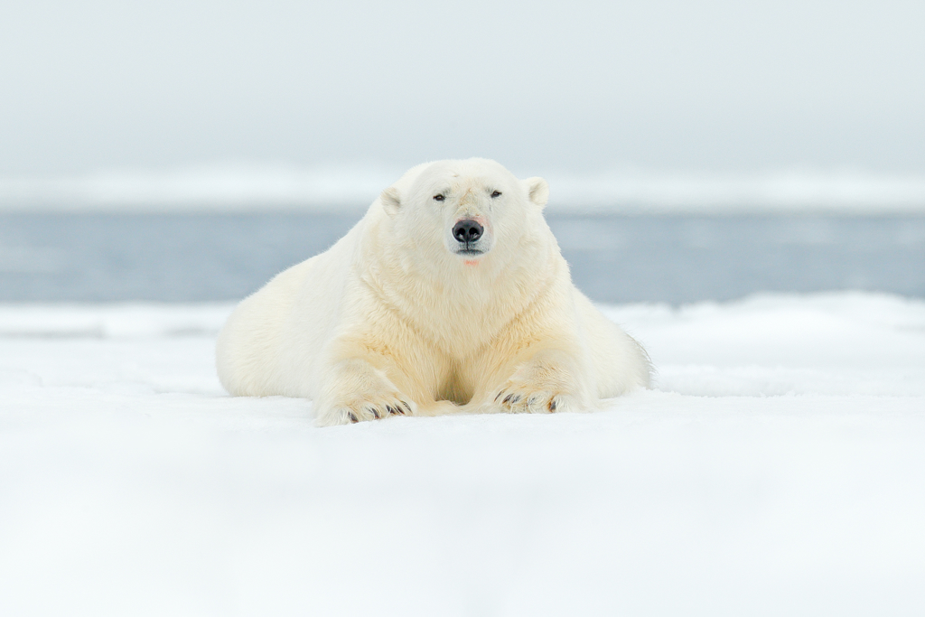 Van Spitsbergen, naar Groenland & IJsland