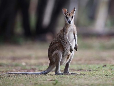 Route Australië kampeer- & hotelreis, 21 dagen - Day 20