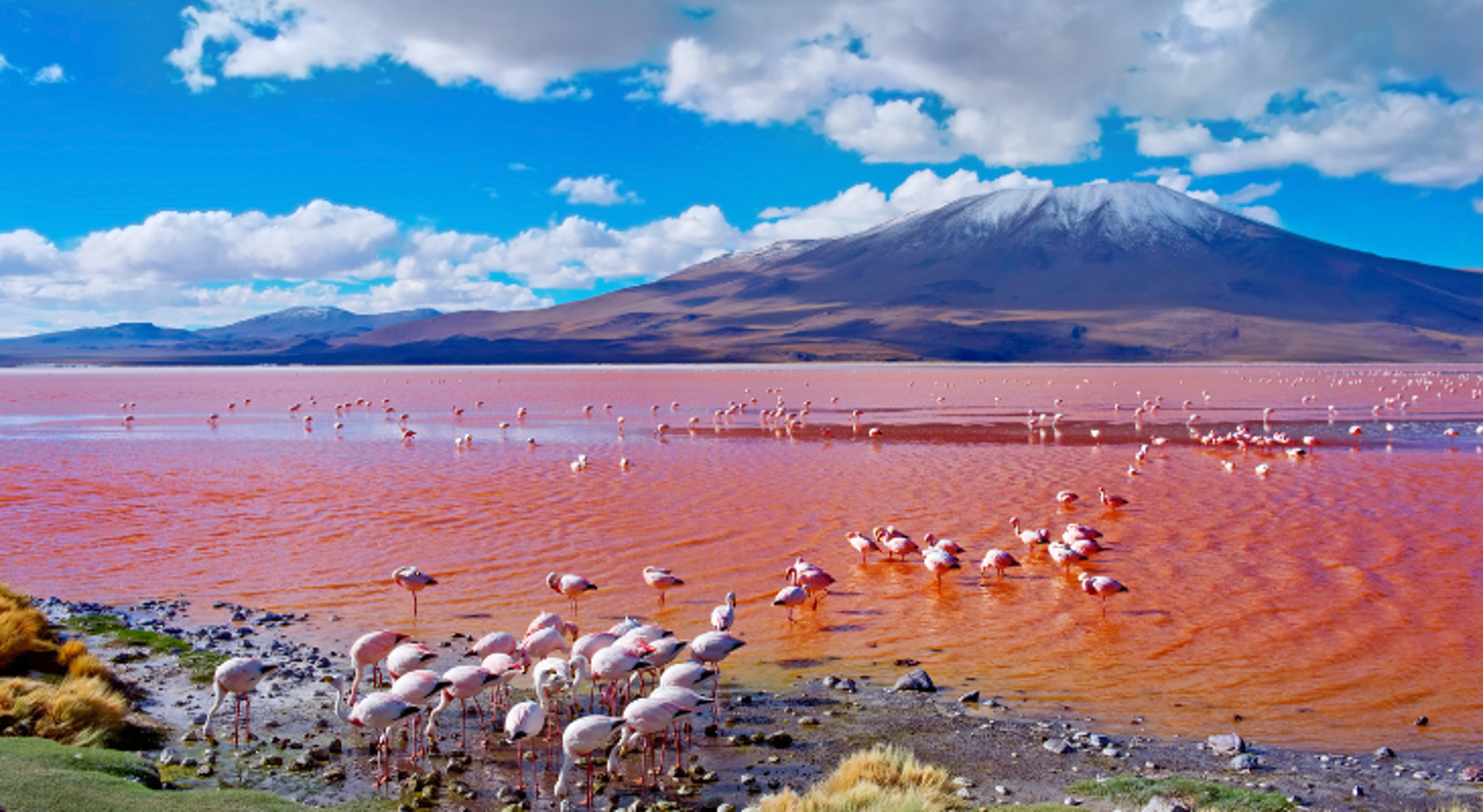 Flamingo’s in de roze Laguna Colorada met besneeuwde vulkaan op de achtergrond, Bolivia.
