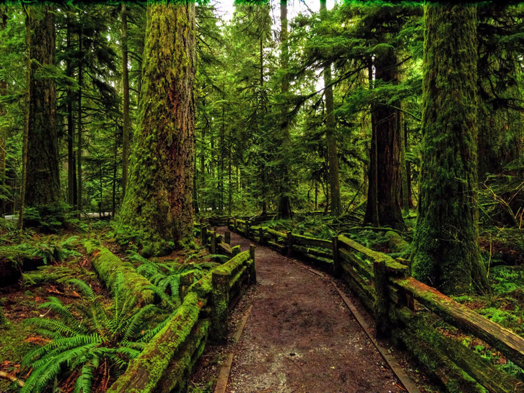 main_Vancouver_Island_-_Cathedral_Grove.jpg