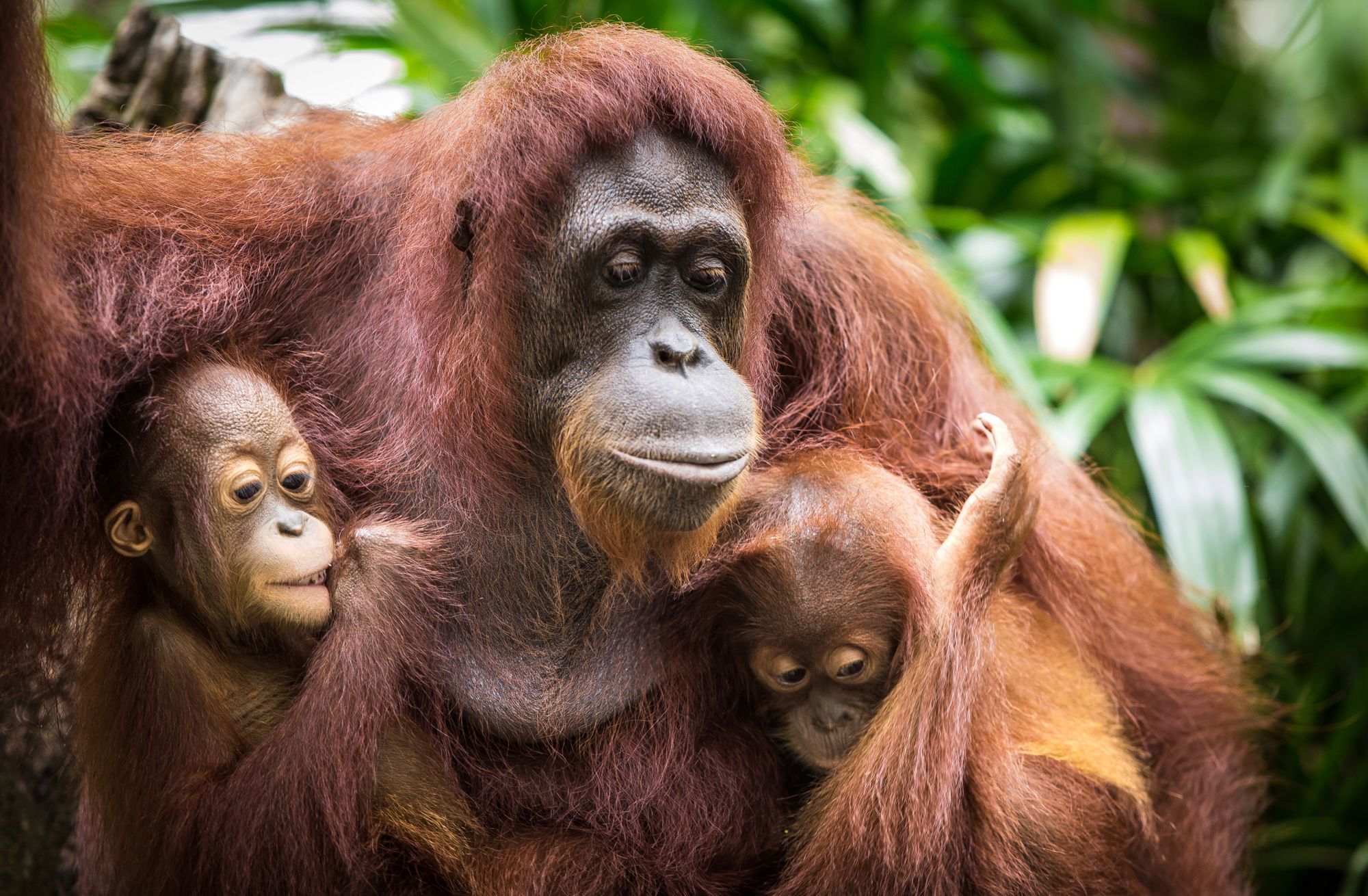 Groepsrondreis Maleisisch Borneo