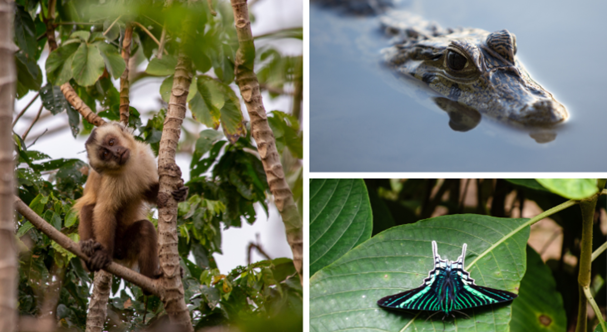Dieren Rurrenabaque & Nationaal park Madidi