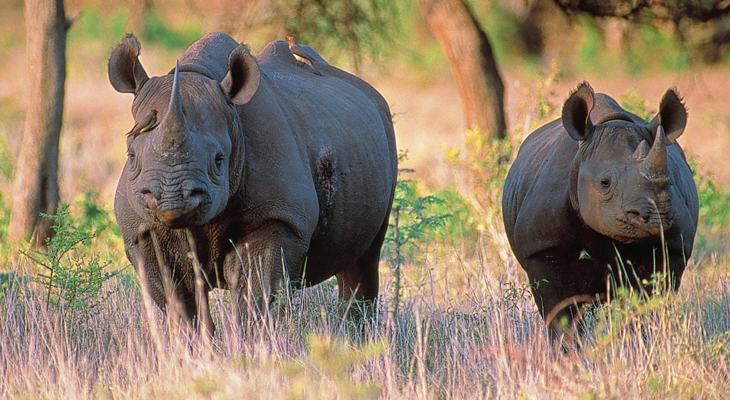 Neushoorns in Chitwan Nationaal Park, Nepal