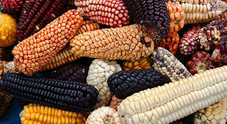 Puur Sawadee project Mexico