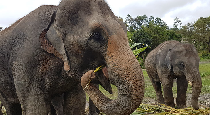 Olifantenopvang in Thailand