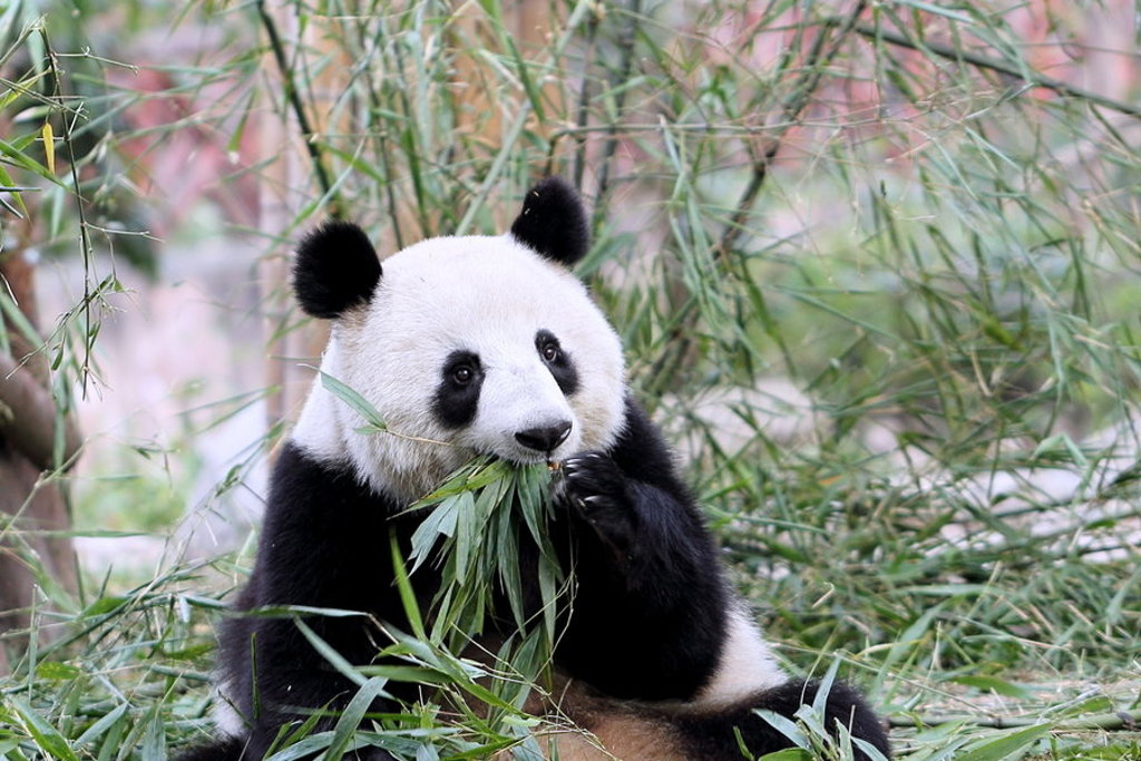 main_Panda_Chengdu.jpg