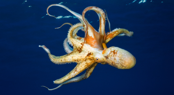 Octopus Octopus