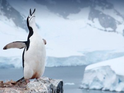 Antarctica, vliegen en varen, 12 dagen - Dag 4