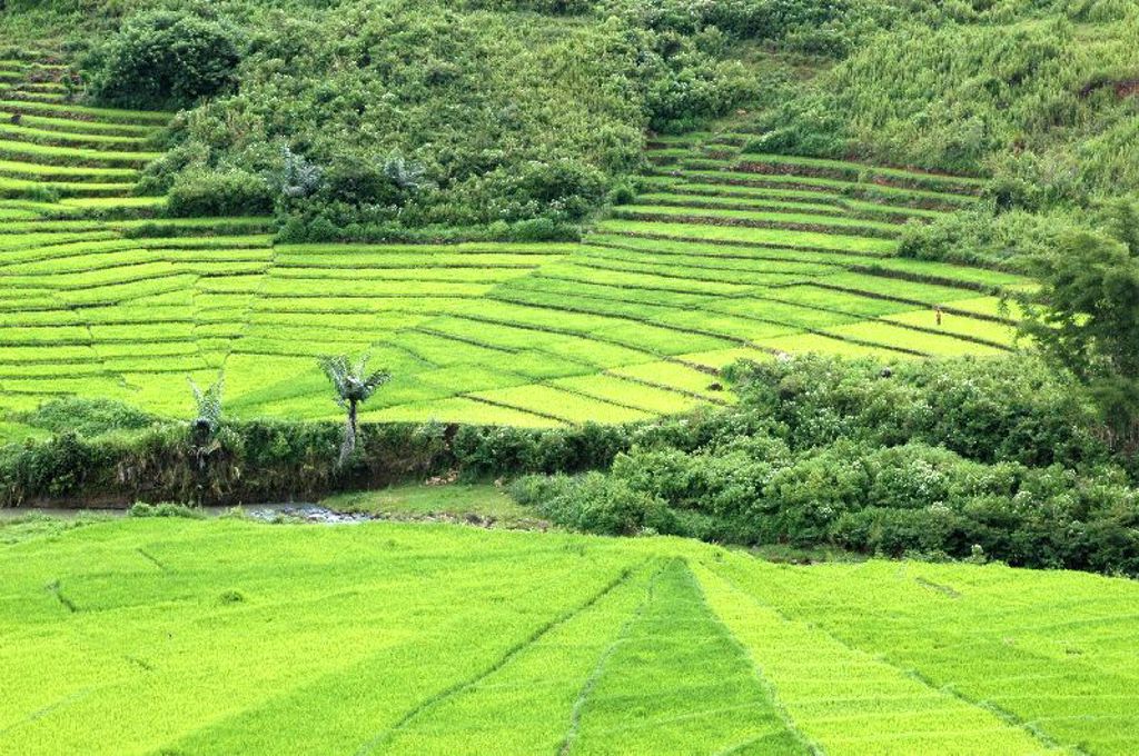 Rijstvelden Indonesië