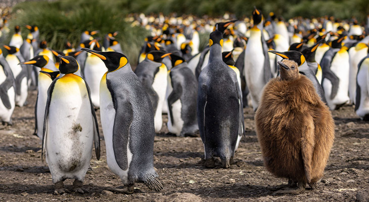 Pinguïns South Georgia