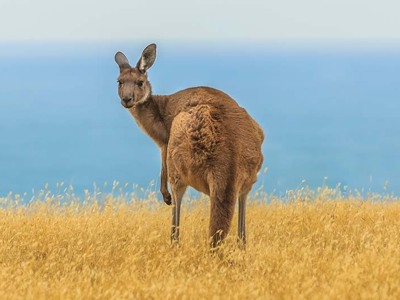 Route Australië kampeer- & hotelreis, 21 dagen - Day 1