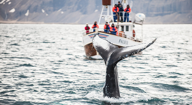 Bewonder wilde dieren in hun natuurlijke leefomgeving Bewonder wilde dieren in hun natuurlijke leefomgeving